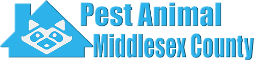 Middlesex County Wildlife and Animal Removal